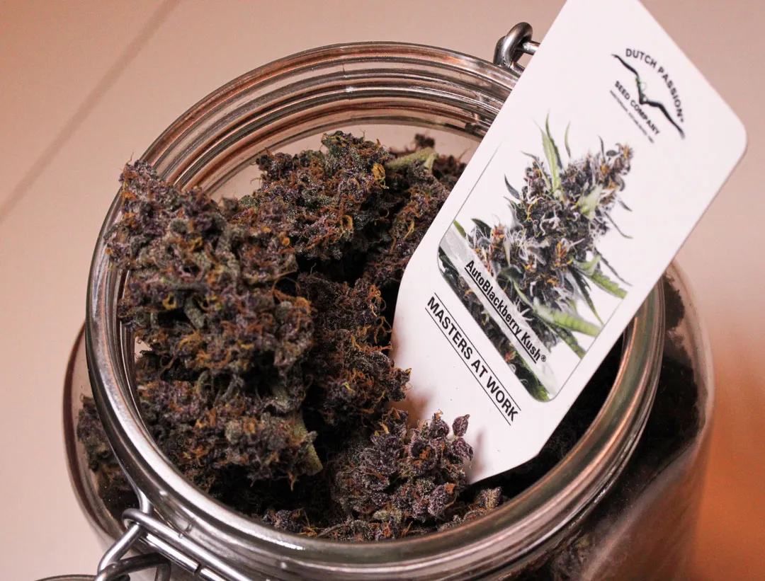 Auto-Blackberry-Kush-in-jar-dried-buds