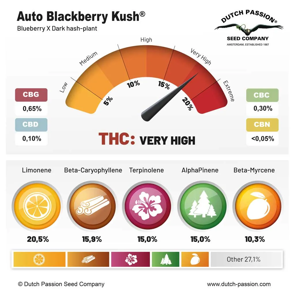 Auto Blackberry Kush terpenes and cannabinoids