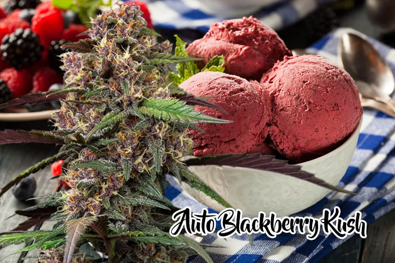Canna-Berry Sherbet