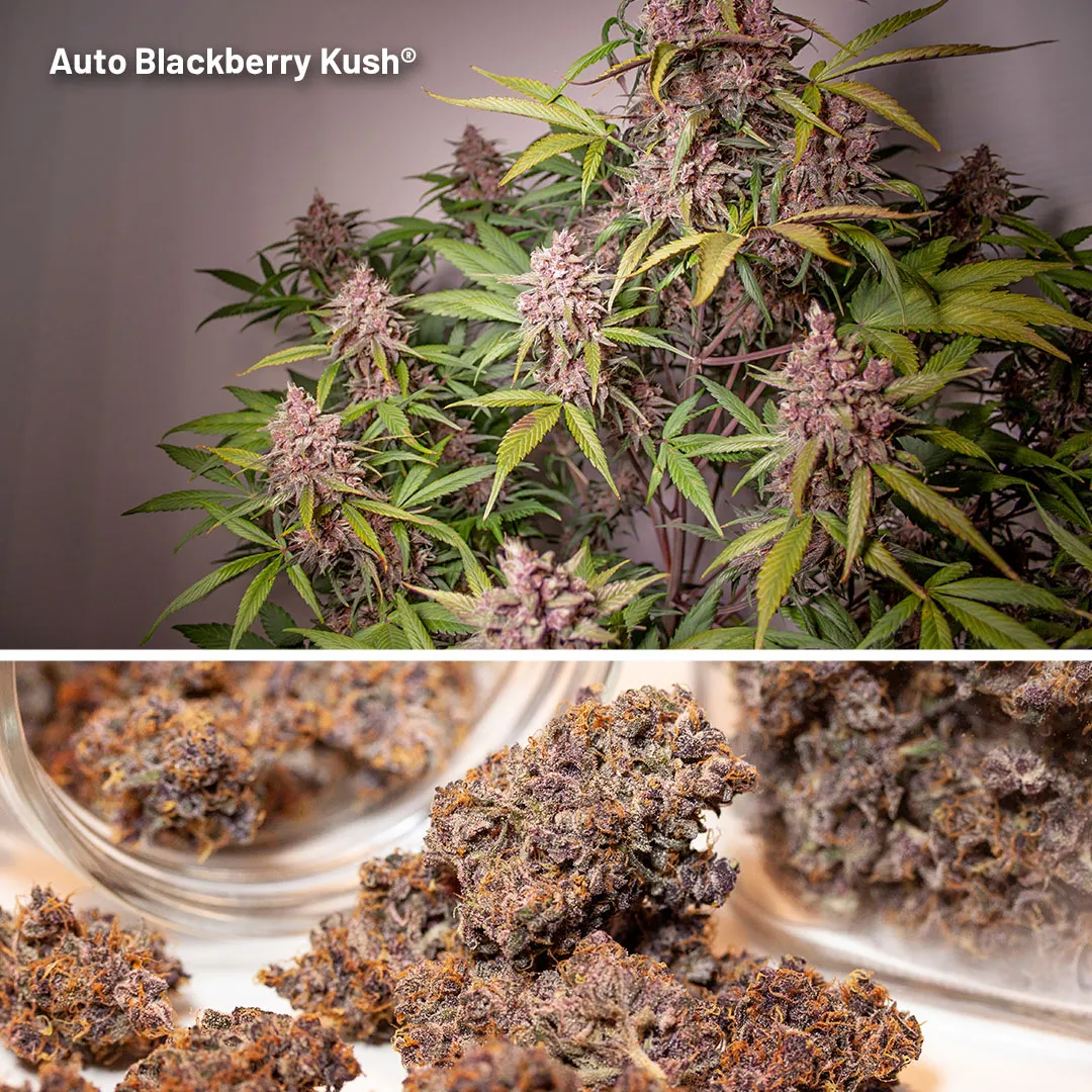 Auto-Blackberry-kush-fruity-autoflowers-cannabis-seeds