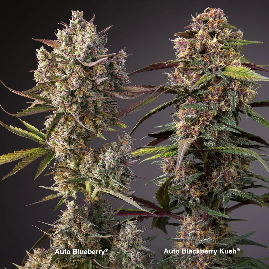 Auto Blackberry Kush and Auto Blueberry are fast autoflowers