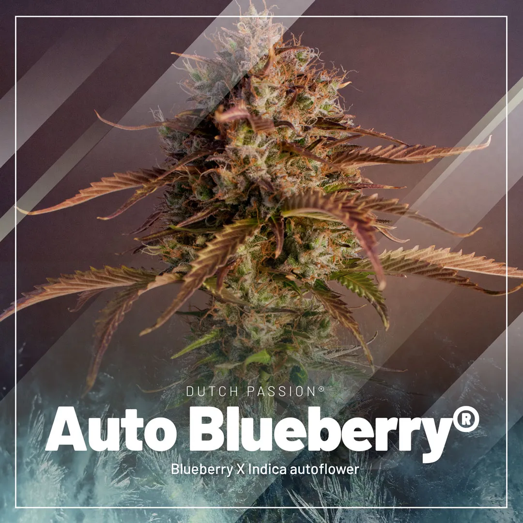 Auto-Blueberry-autoflower-by-dutch-passion-cannabis-seed-company