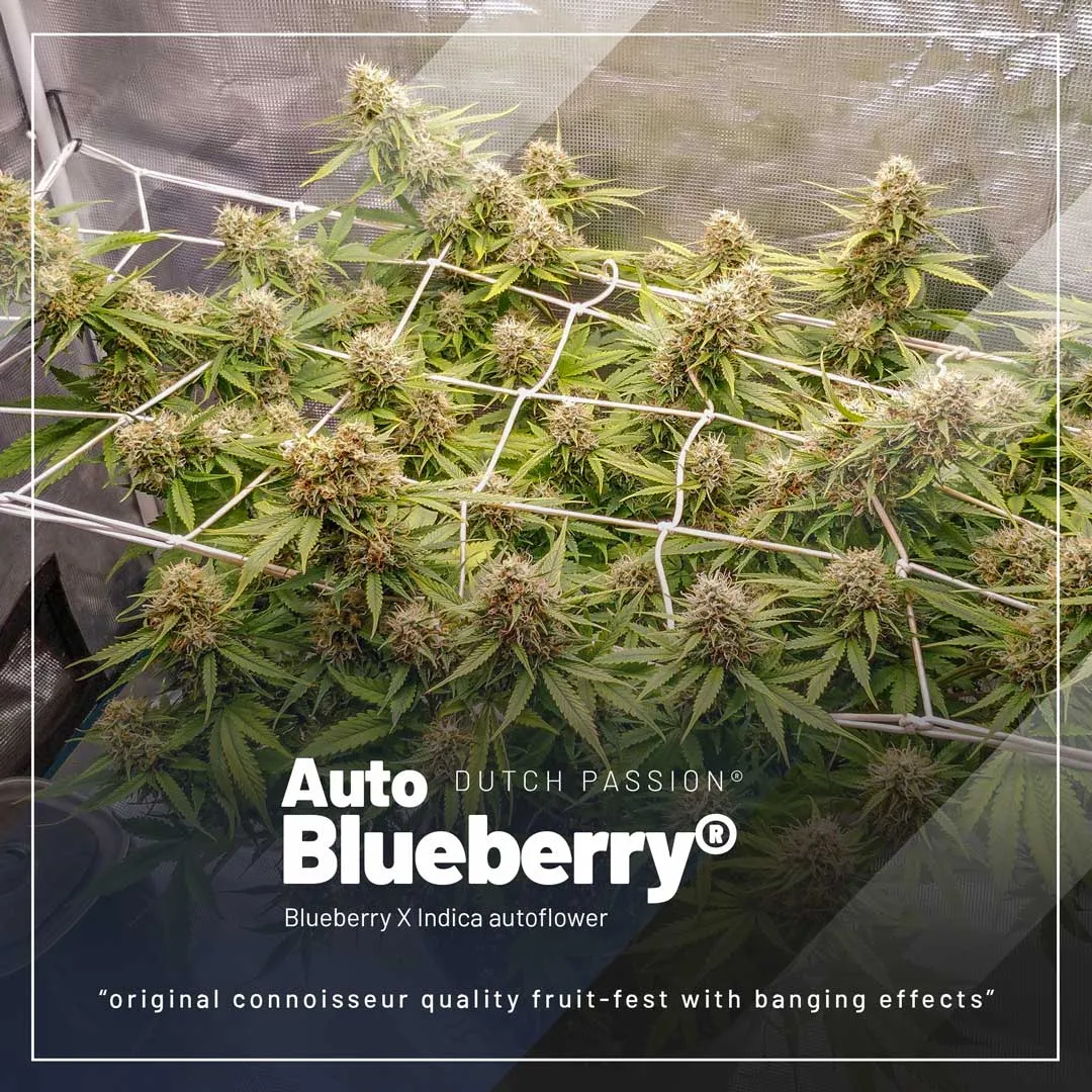 Auto-Blueberry-cannabis-seeds-for-easy-growing