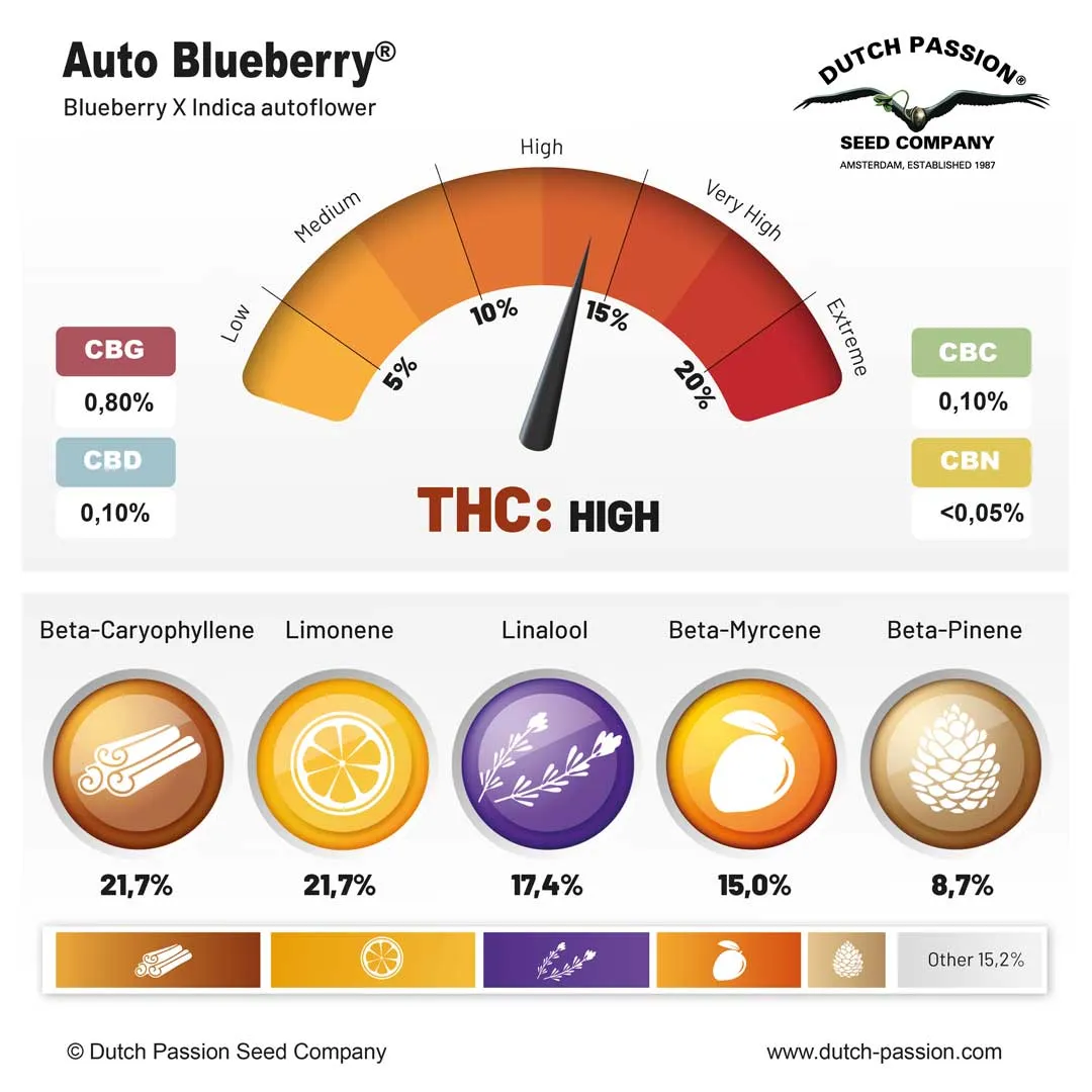 Auto Blueberry terpenes and cannabinoids