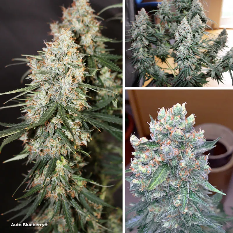Auto Blueberry, seed to harvest in 8 weeks