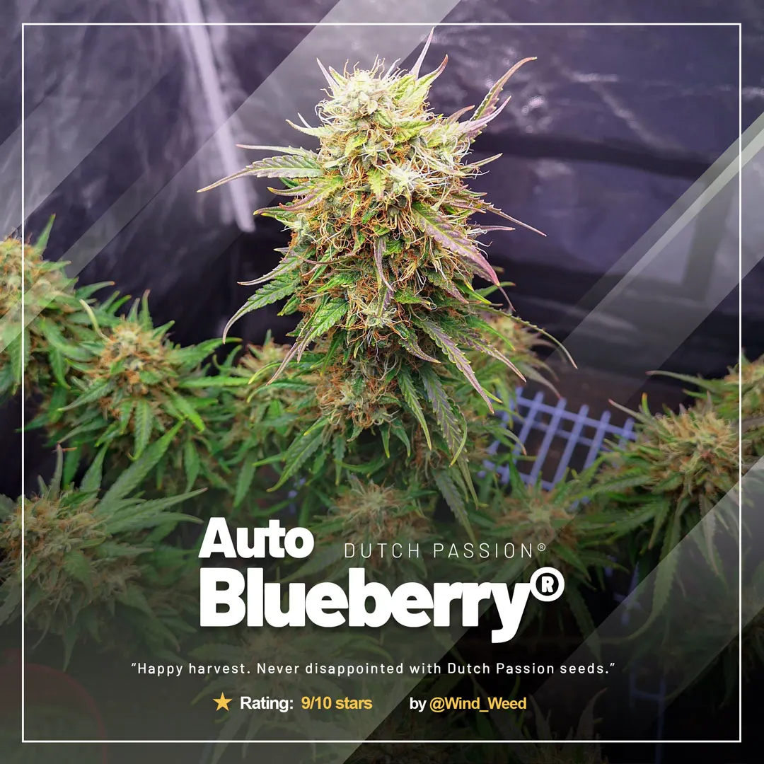 Auto-Blueberry-growdiaries-dutch-passion-seed-company-autoflowers