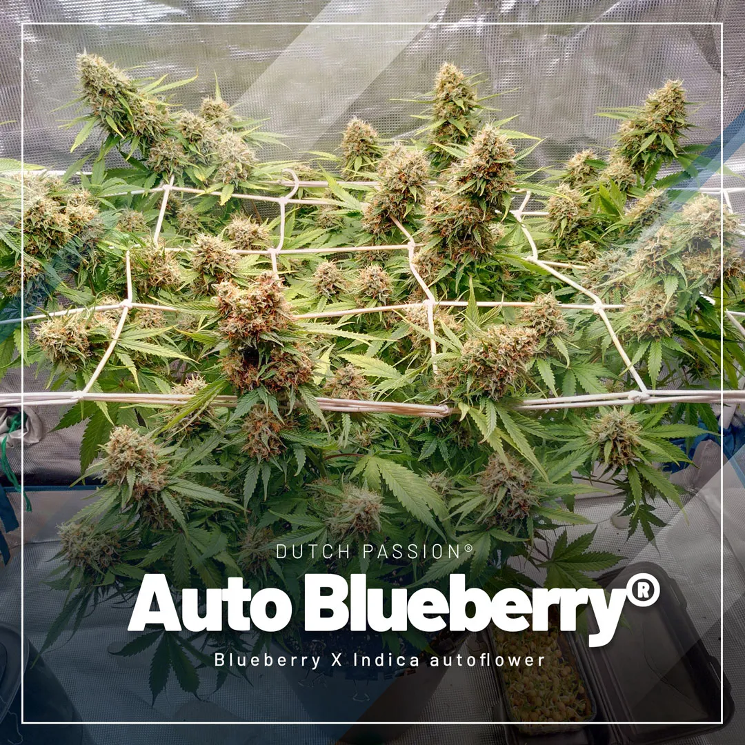 Auto-Blueberry-the-autoflower-made-from-the-classic-70s-blueberry