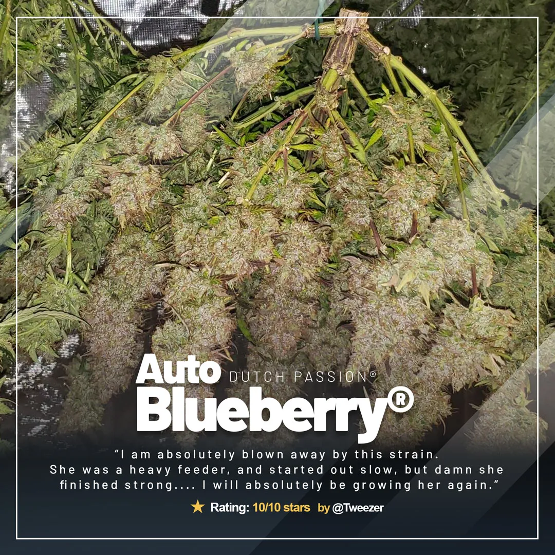 Auto-Blueberry-top-autoflowers-review-grow-cannabis-seeds