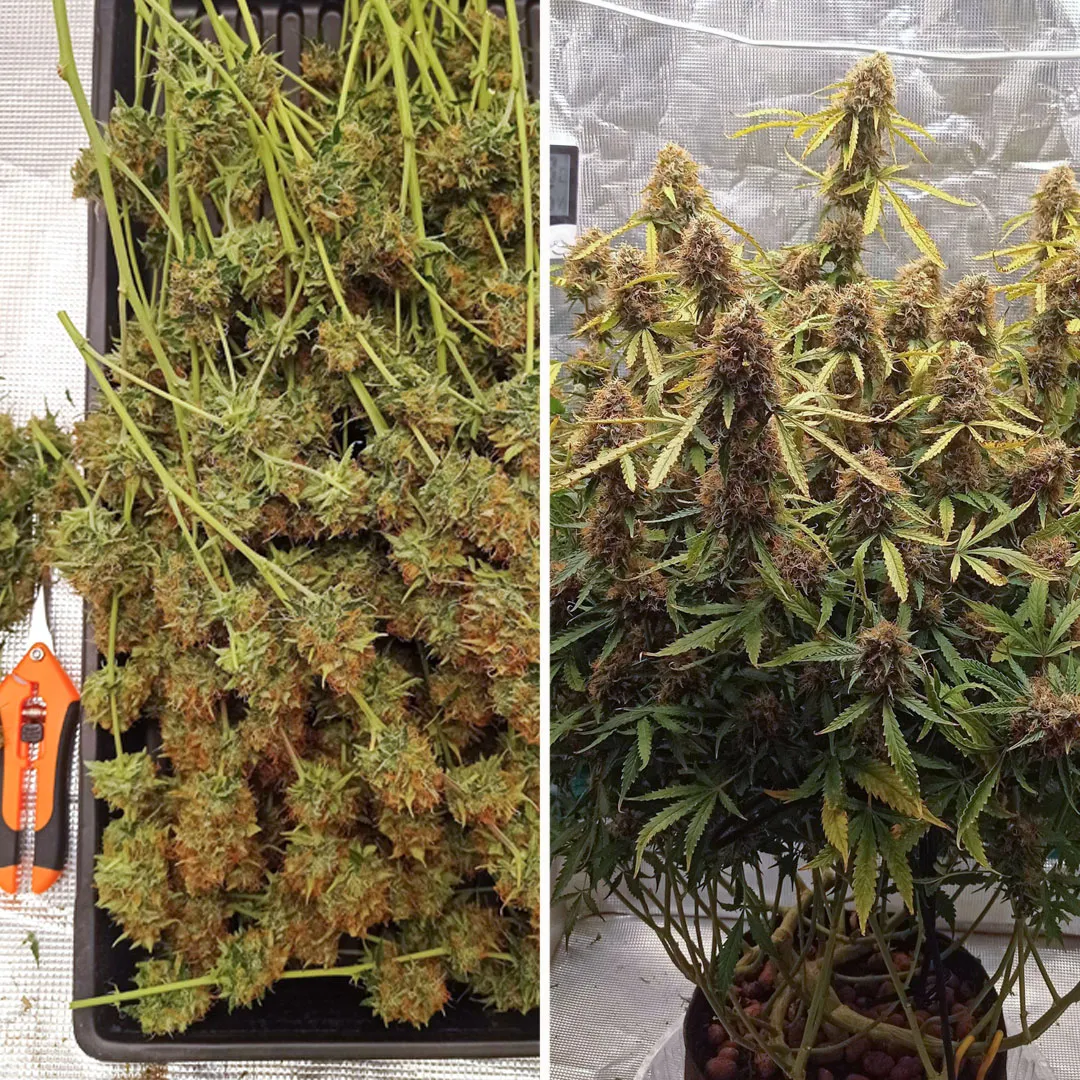 Auto-Brooklyn-Sunrise-Growdiaries-autoflower-grow