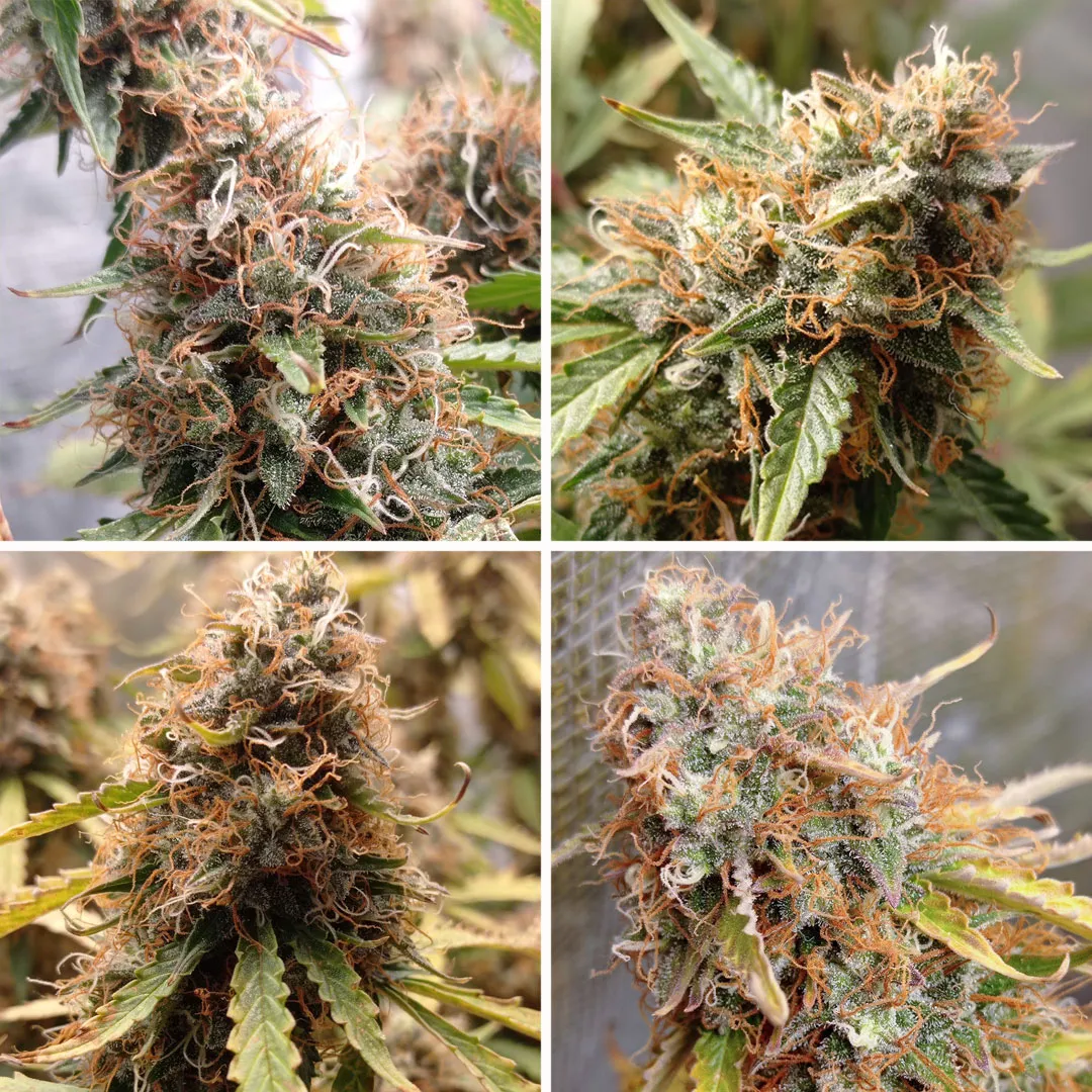Auto-Brooklyn-Sunrise-Growdiaries-autoflower-grow-
