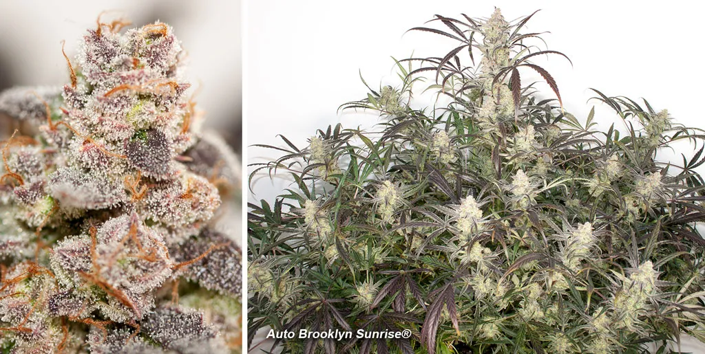 Auto Brooklyn Sunrise can produce heavy yields