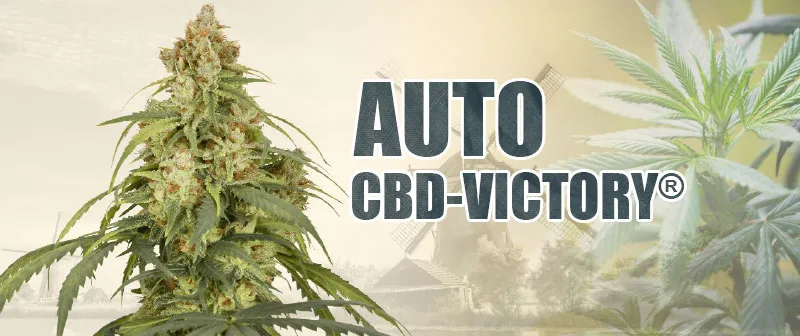 Auto CBD-Victory