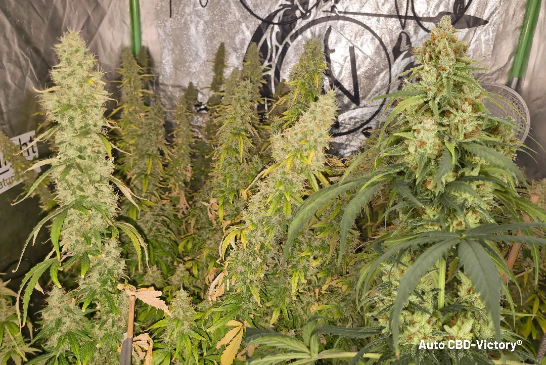 Auto-CBD-Victory-autoflower-with-high-myrcene