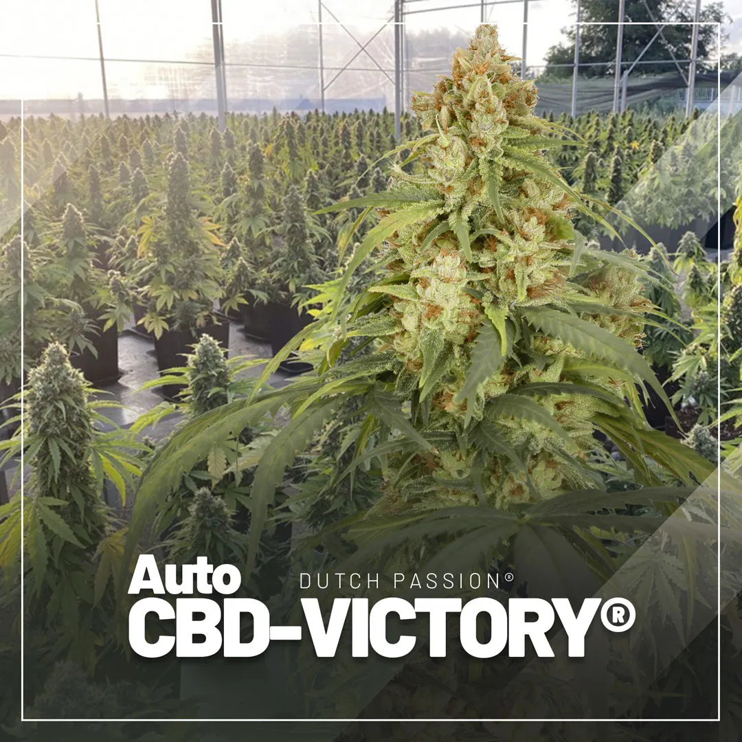 Auto-CBD-Victory-dutch-passion-CBDV-variety-seeds