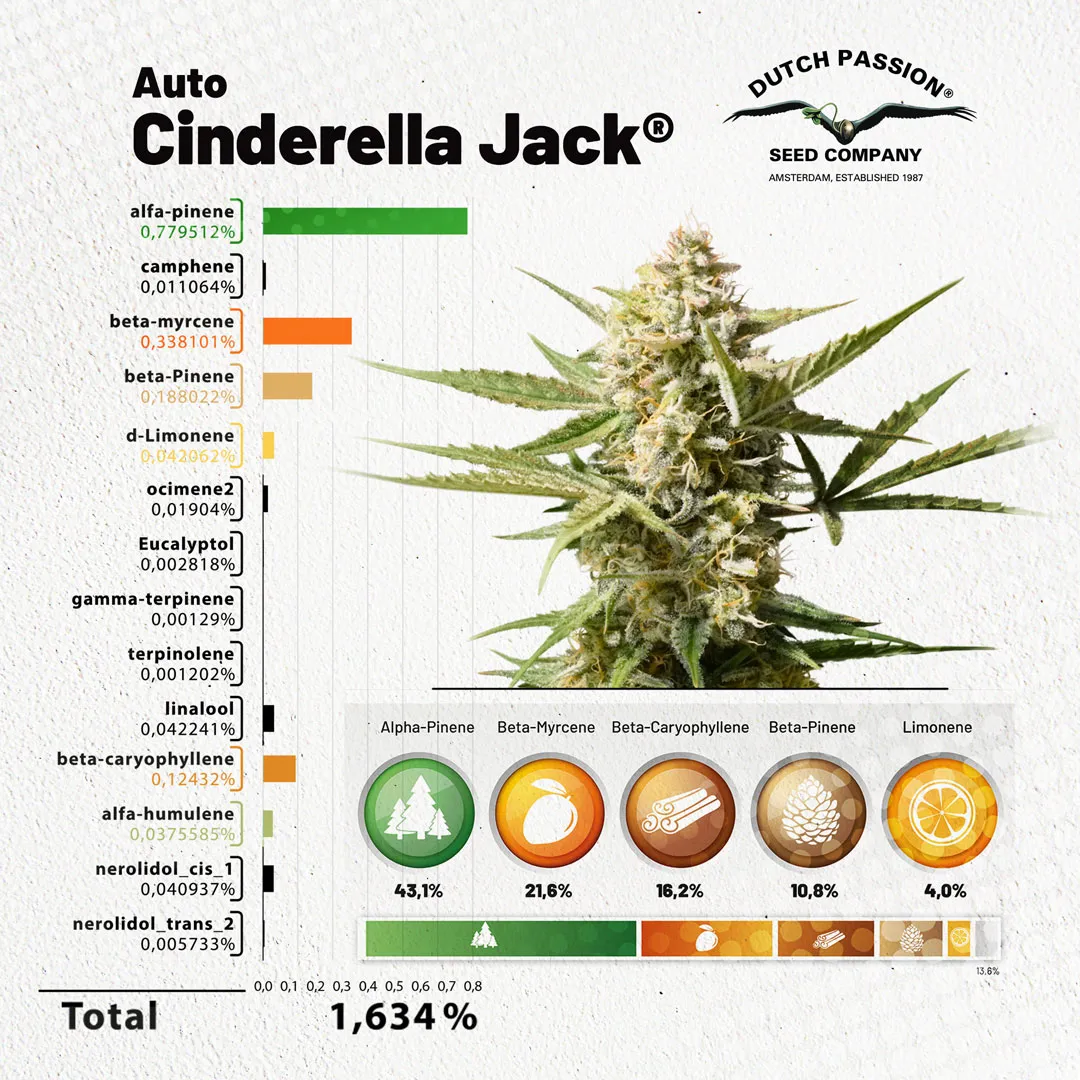 Auto-Cinderela-Jack-terpenes-over-1-procent