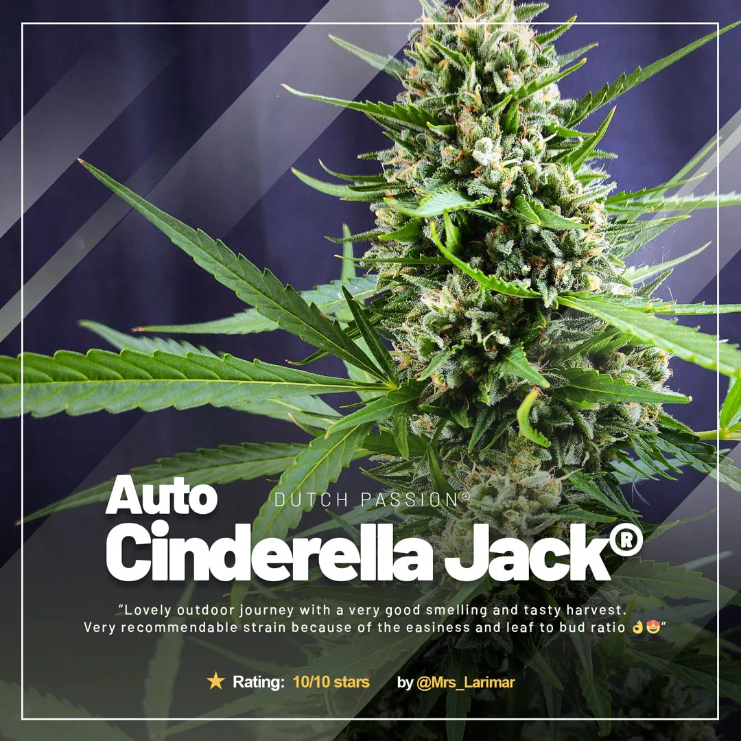 Auto-Cinderella-Jack-GD-best-of-the-month-cannabis-autoflower