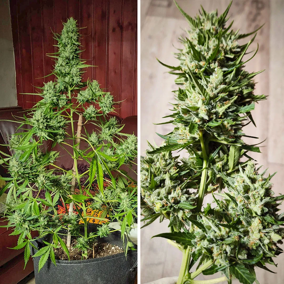 Auto-Cinderella-Jack-GD-best-of-the-month-cannabis-autoflower-plant-bud