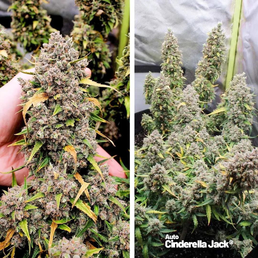 Auto-Cinderella-Jack-autoflower-extreme-thc-by-dutch-passion