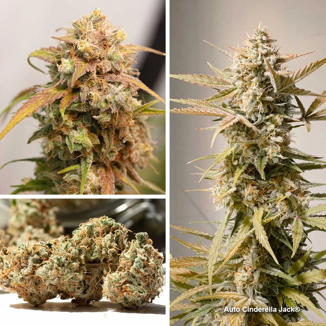 Auto Cinderella Jack by Dutch passion