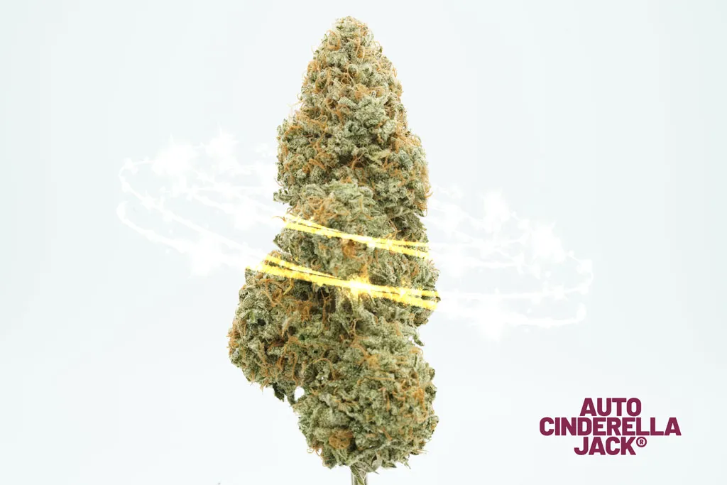 Auto Cinderella Jack bud
