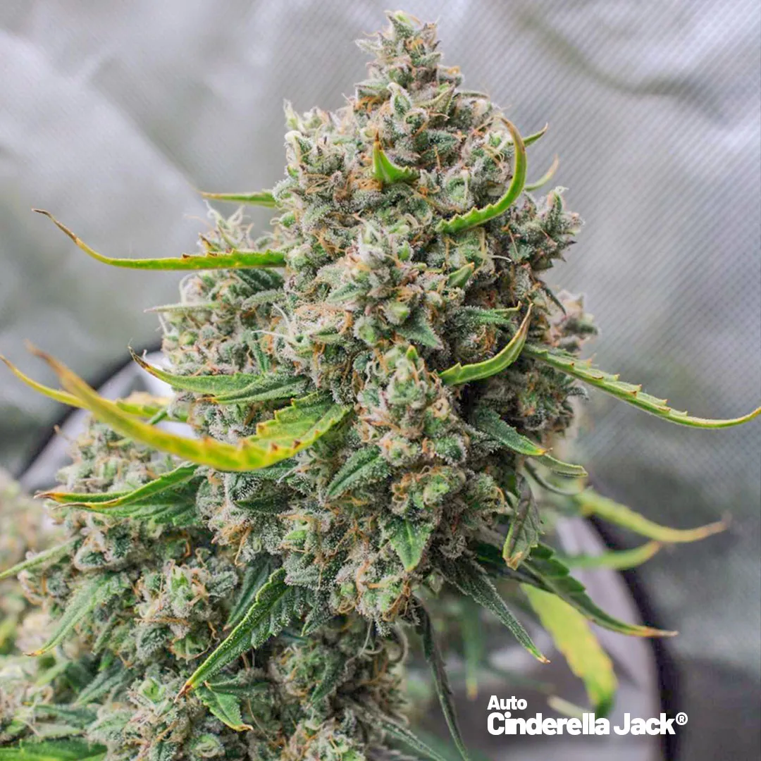 Auto-Cinderella-Jack-closeup-shot-of-bud