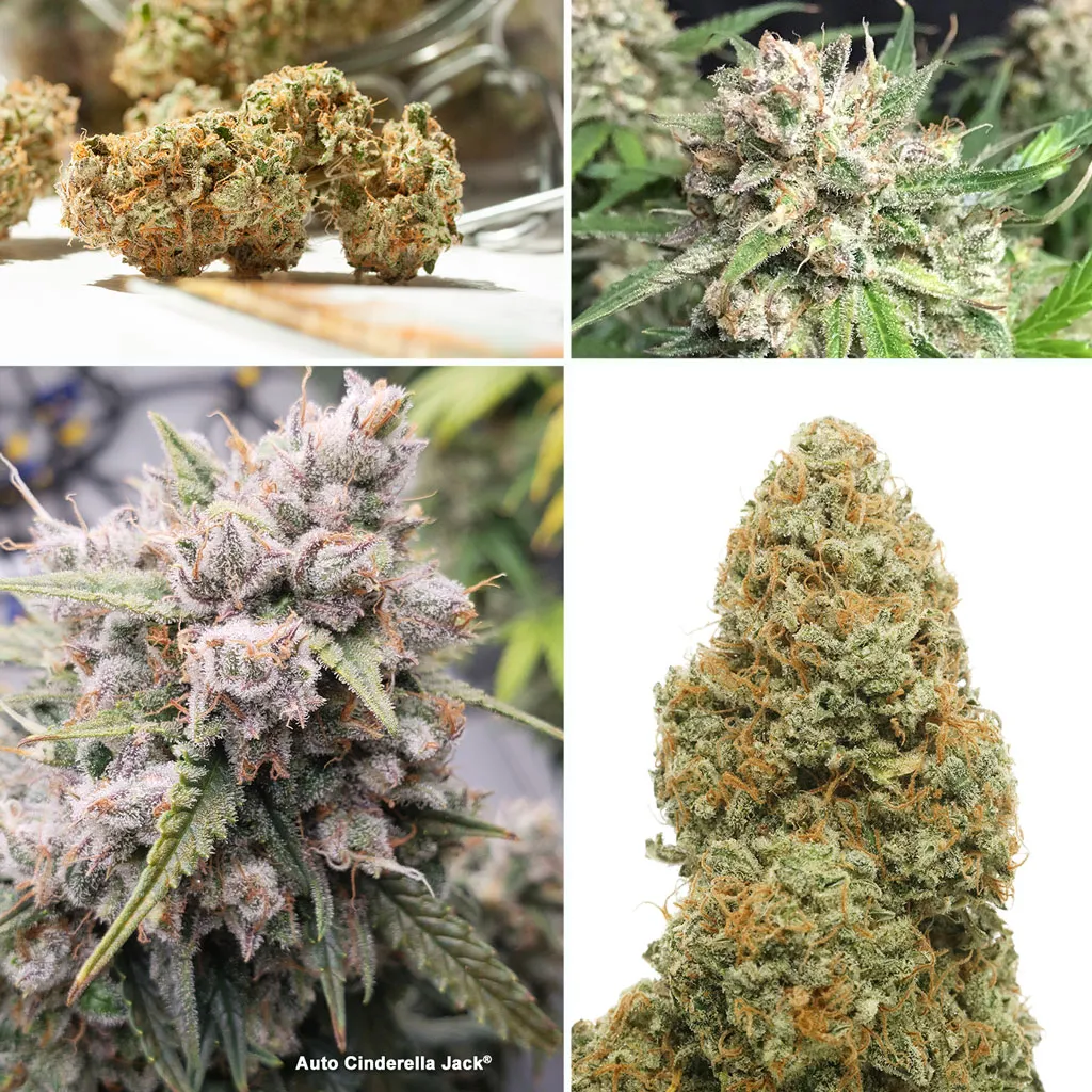 Auto Cinderella Jack has +25% THC levels
