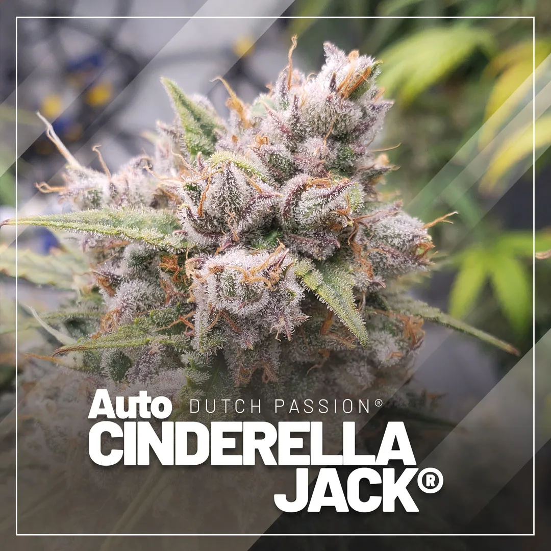 Auto-Cinderella-Jack-extreme-thc-autoflowers-dutch-passion