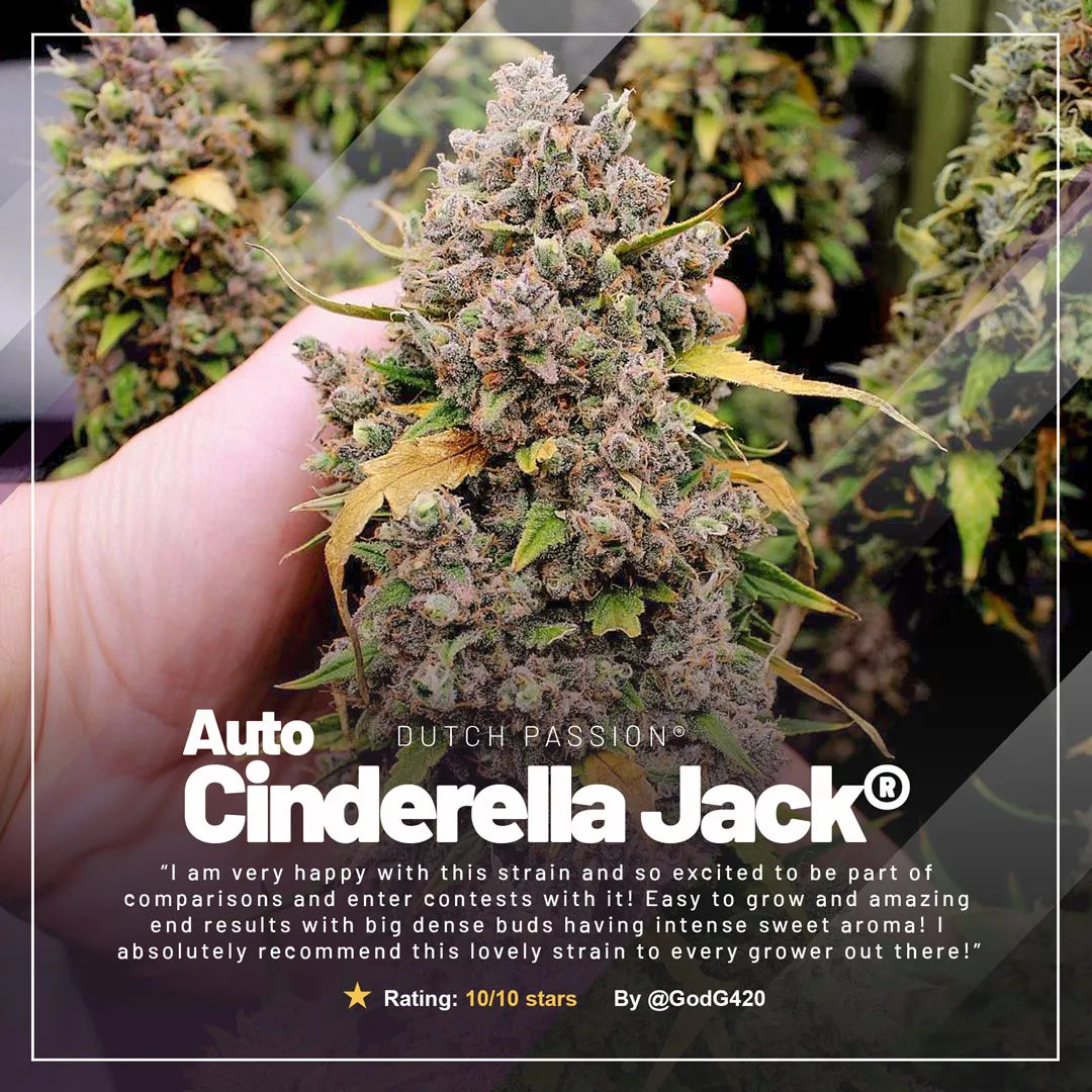Auto-Cinderella-Jack-potent-autoflower-dutch-passion