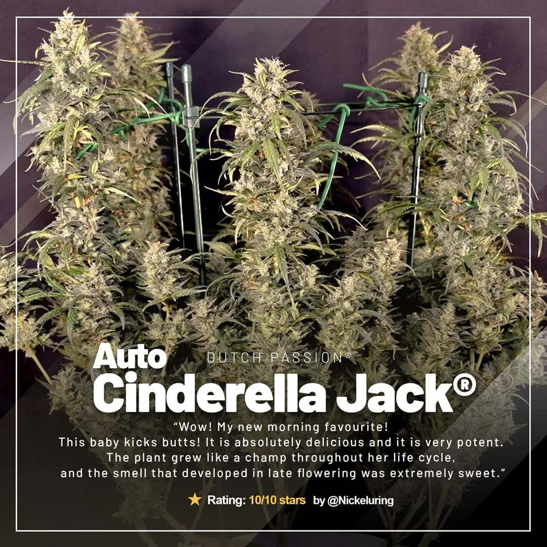 Auto Cinderella Jack autorstwa @Nickeluring