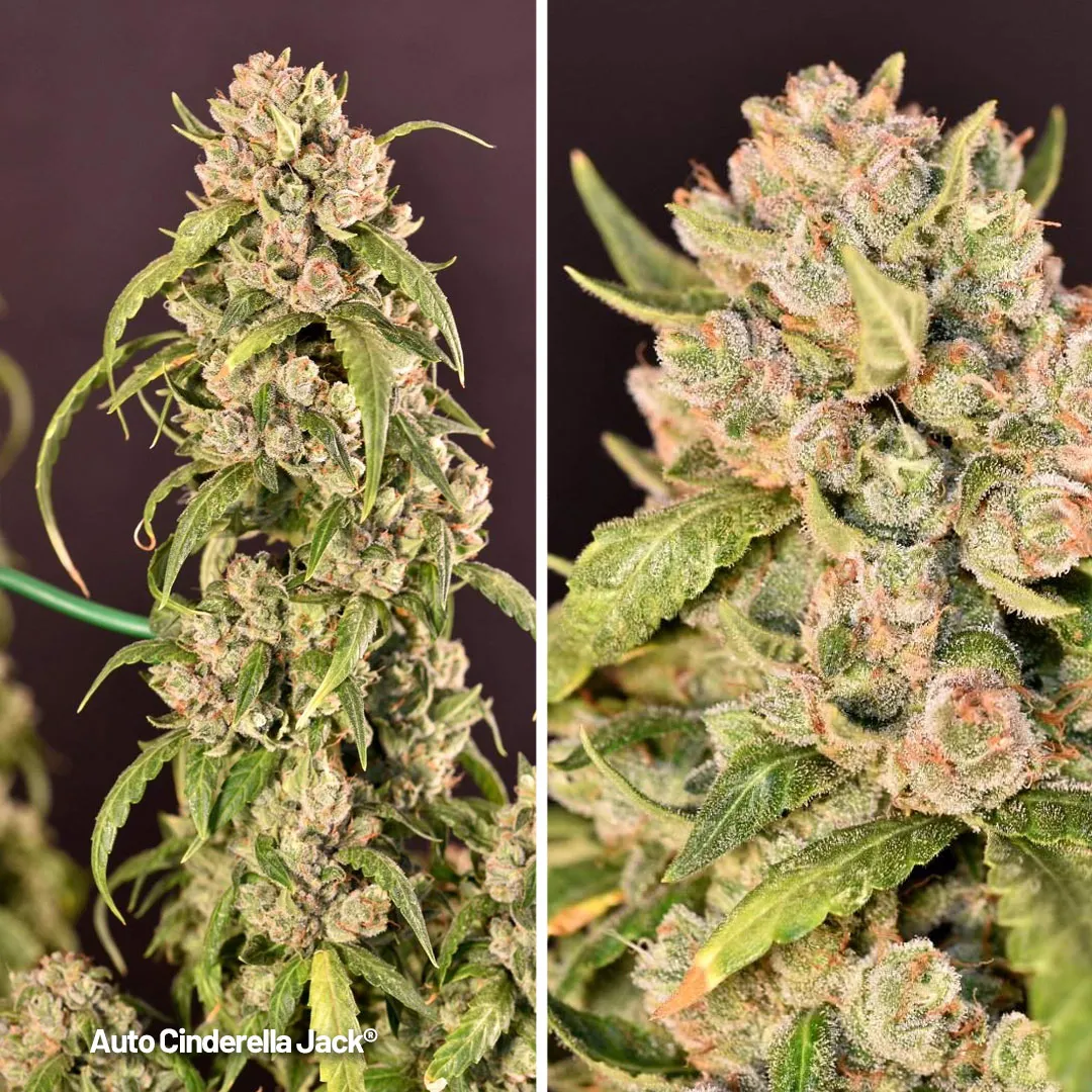 Auto Cinderella Jack is absolutely delicious and it is very potent