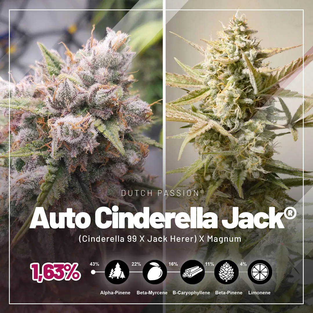 Auto Cinderella Jack strains with high terpene levels