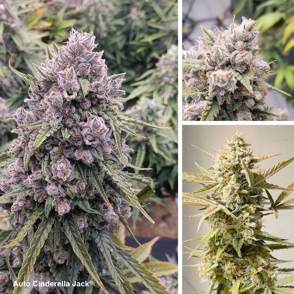 Auto-Cinderella-Jack-strongest-autoflower-dutch-passion