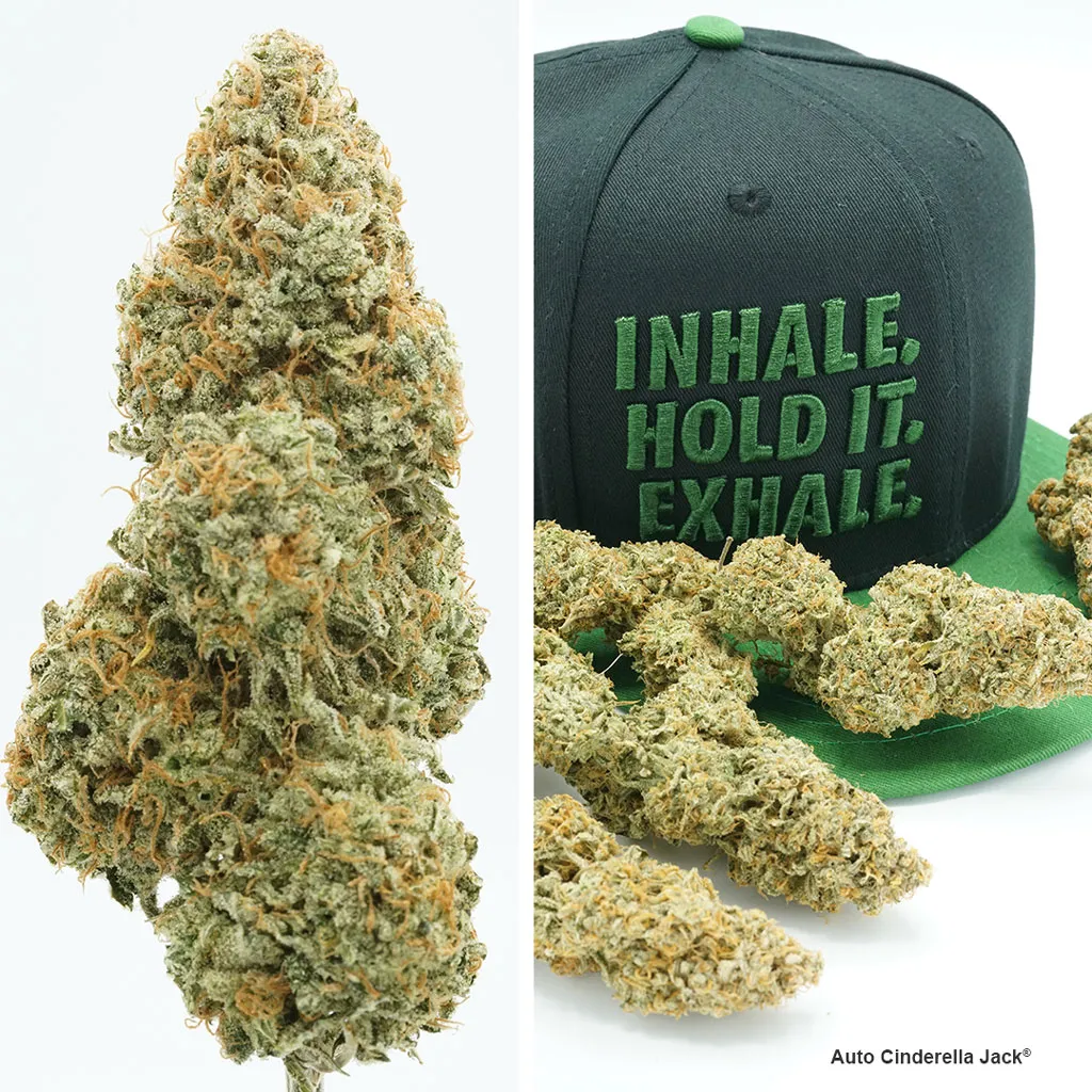 Auto-Cinderella-Jack-strongest-autoflower-dutch-passion