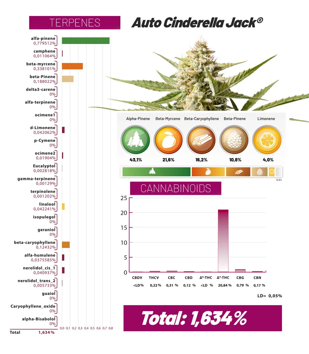 Auto Cinderella Jack cannabinoids and terpenes