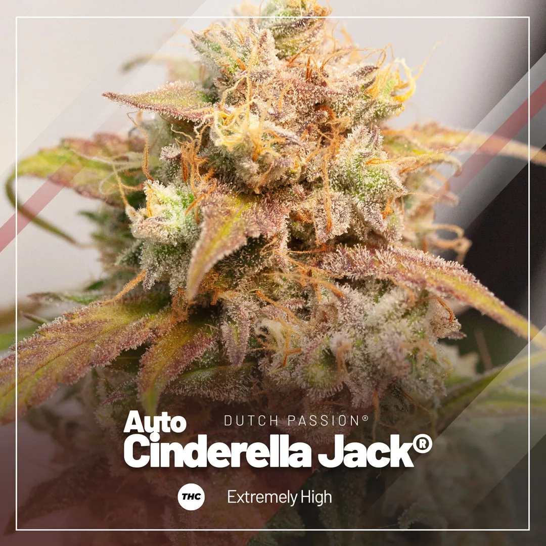 Auto-Cinderella-jack-extremely-high-in-thc
