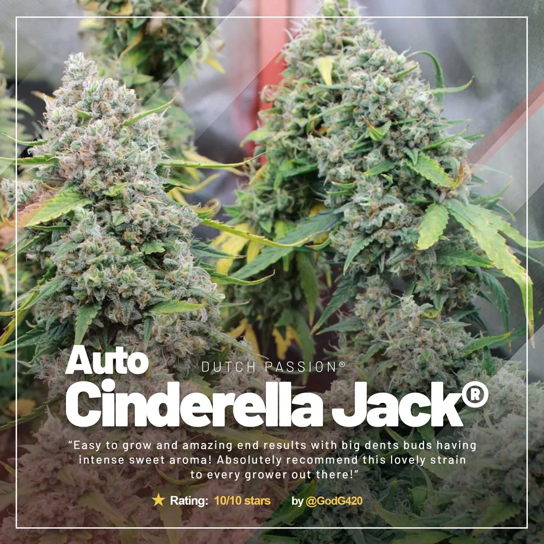 Auto-Cinderella-jack-growdiary-of-the-month-november-cannabis-review