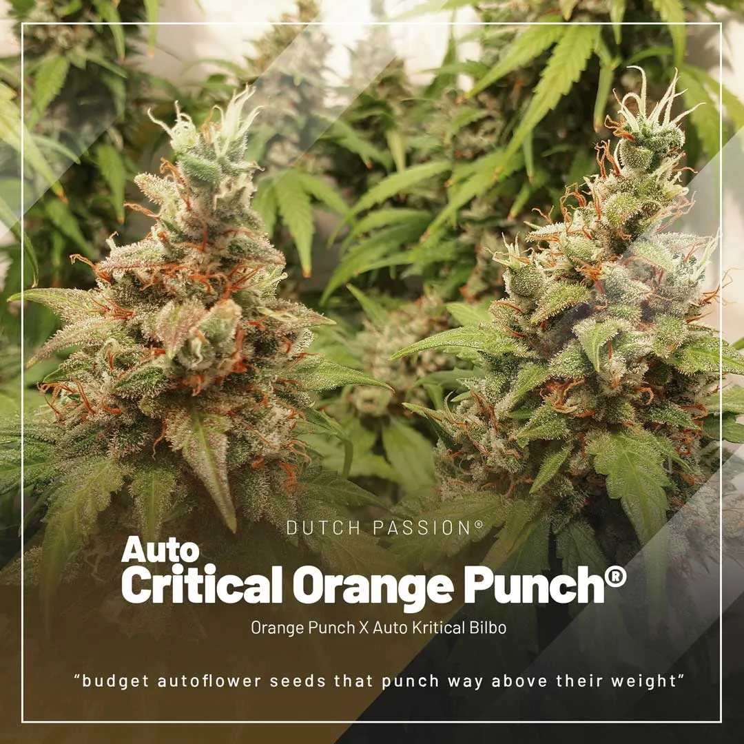 Auto-Critical-Orange-Punch-easy-autoflowers
