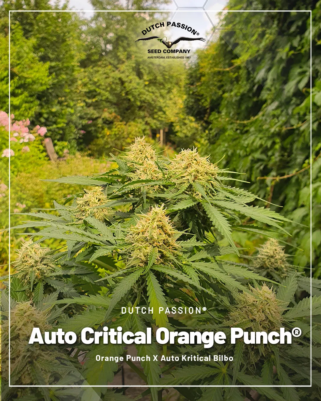 Auto-Critical-Orange-Punch-easy-automatic-for-outdoor-growing
