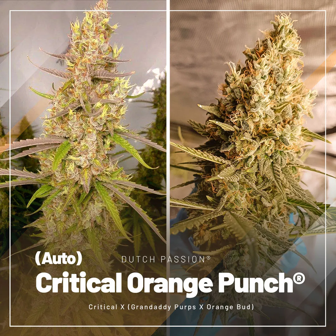 Auto-Critical-Orange-Punch-easy-cannabis-varieties-high-potency