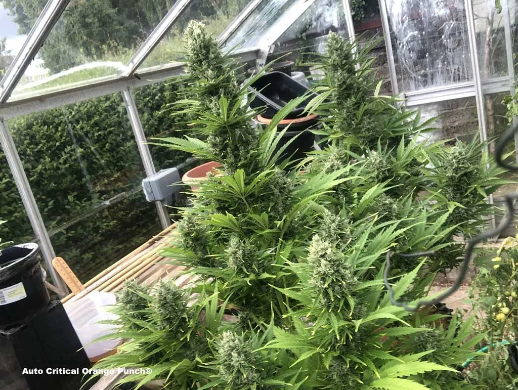Auto Critical Orange Punch, affordable greenhouse grow