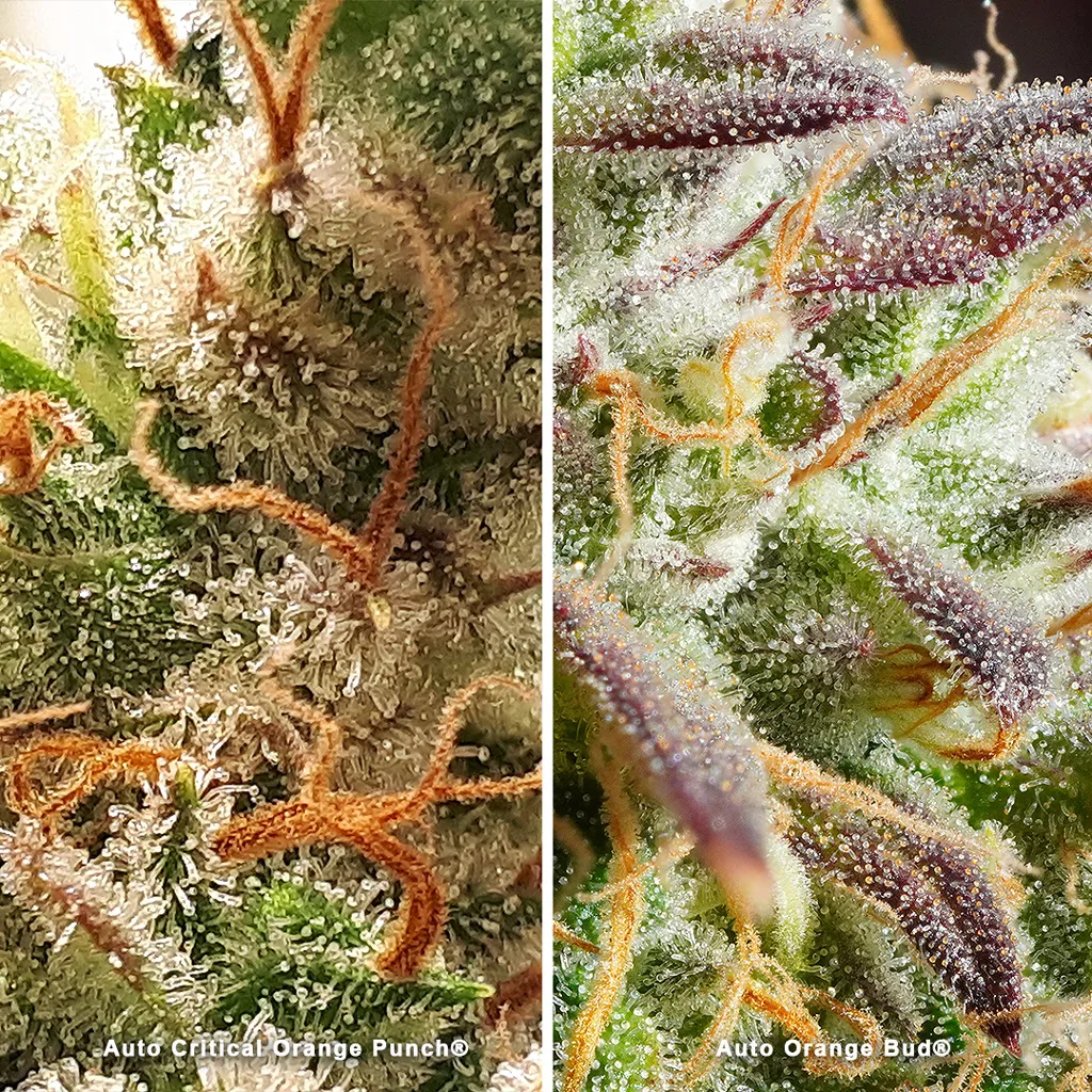 Auto Orange Bud and Auto Critical Orange Punch