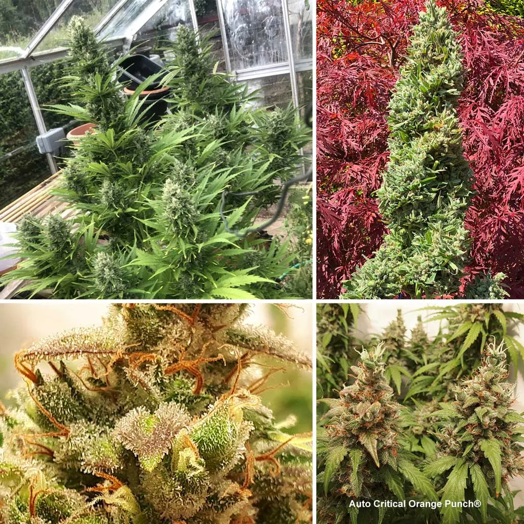 Auto Critical Orange Punch, easy and robust outdoor growing