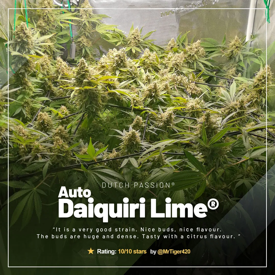 Auto-Daiquiri-Lime-autoflower-by-dutch-passion-cannabis-seed-company