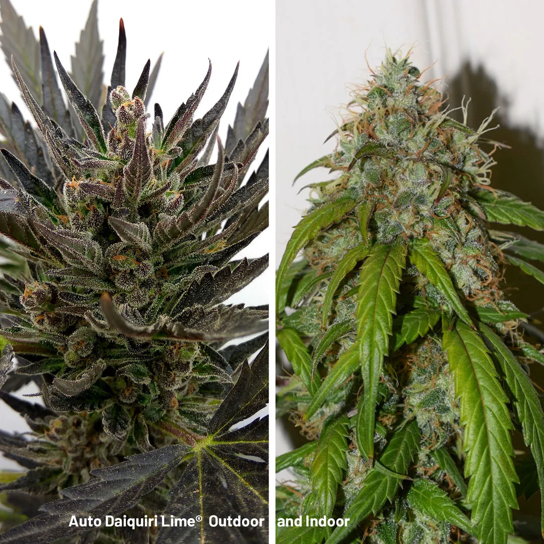 Auto-Daiquiri-Lime-indoor-and-outdoors-grown