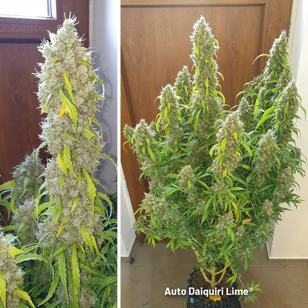 Auto-Daiquiri-Lime-large-fruity-autoflower