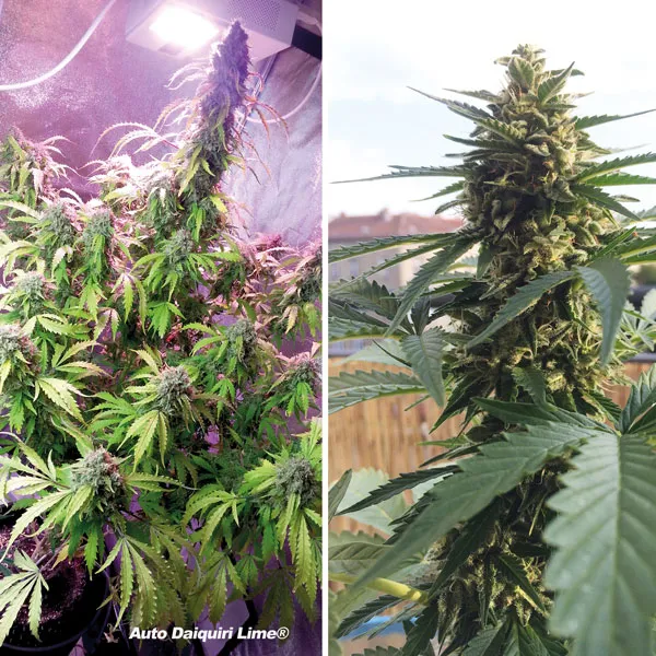 Auto Daiquiri Lime by Dutch Passion