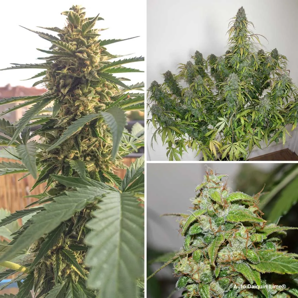 Auto Daiquiri Lime, premium outdoor autoflower