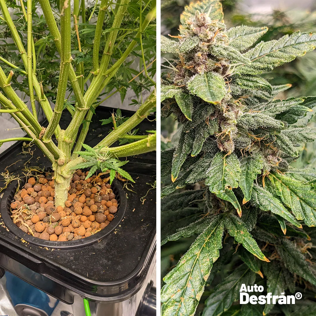 Auto-Desfran-grow-review-cannabis-autoflower