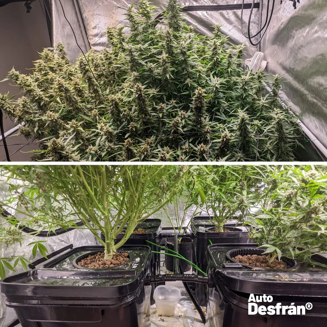 Auto-Desfran-grow-review-cannabis-autoflower-dutch-passion