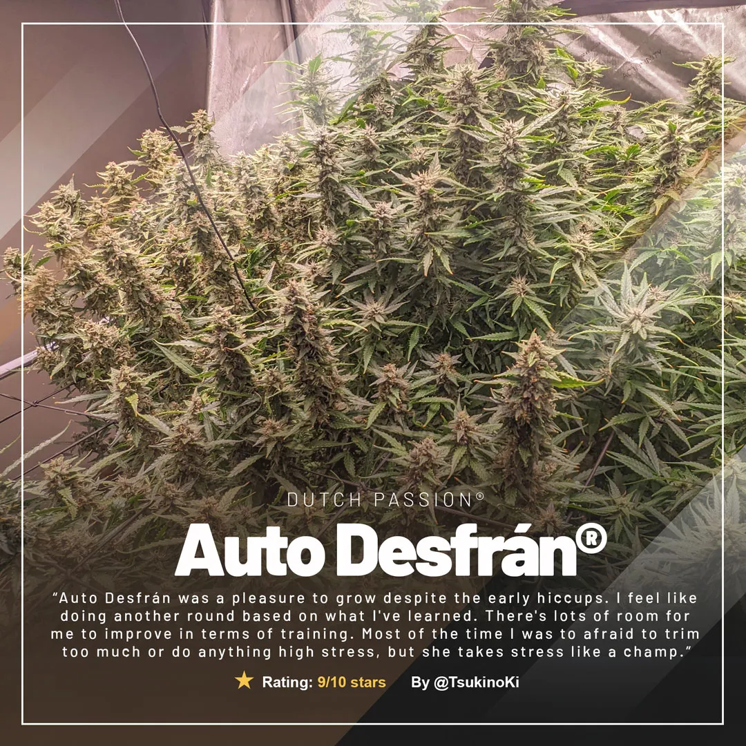 Auto-Desfran-sativa-autoflower-by-dutch-passion-cannabis-seeds